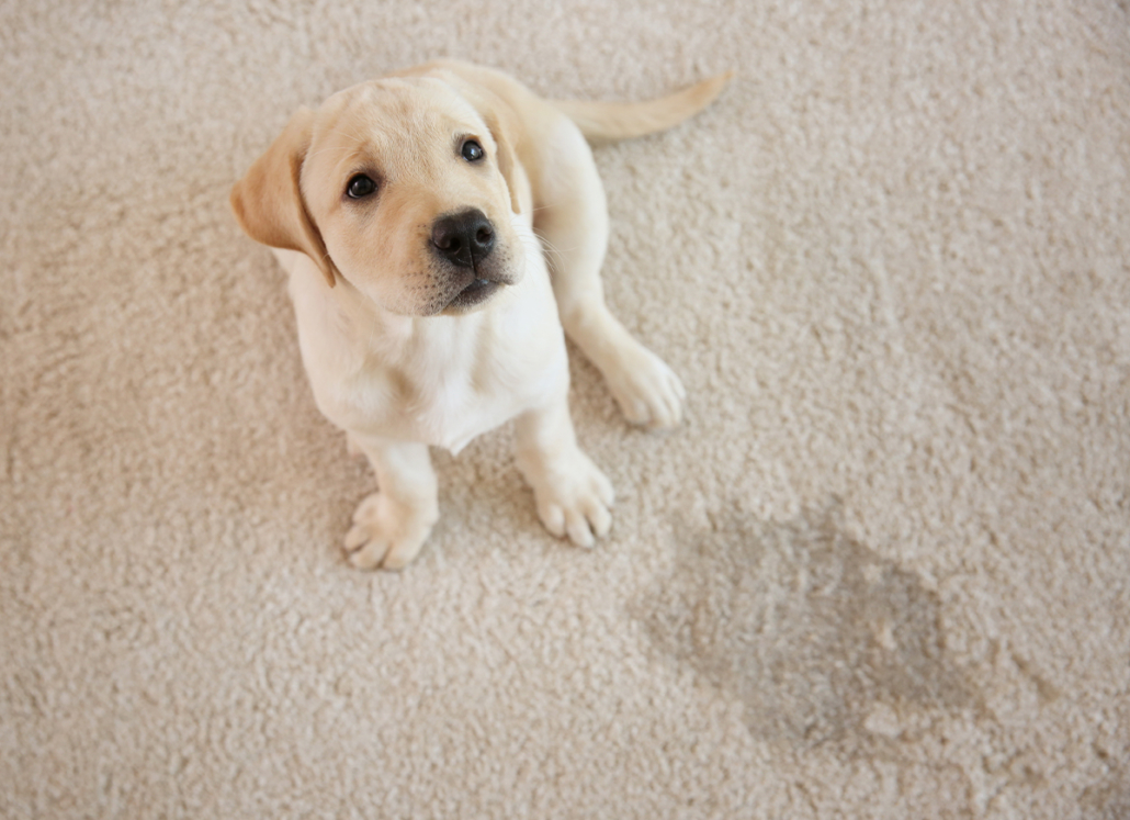 A dog and a urine stain on a carpet